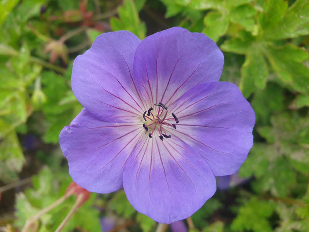 Näva 'Rozanne'